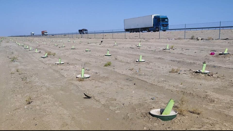 صورة من مقال: حكومة ذي قار: شمول مشروع الكثبان الرملية بحملة التشجير المقبلة